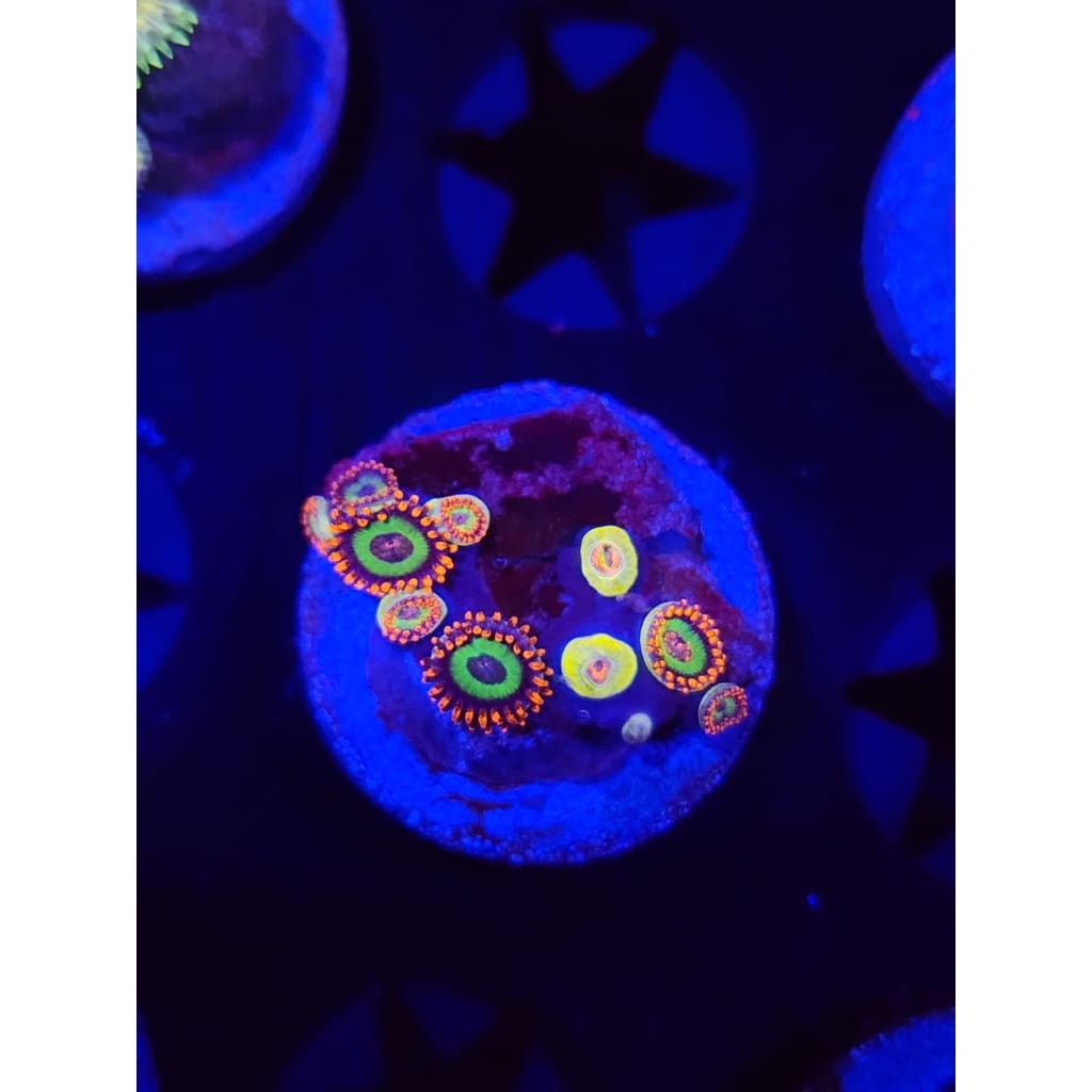 Emeralds on Fire Zoanthid Frag WYSIWYG!