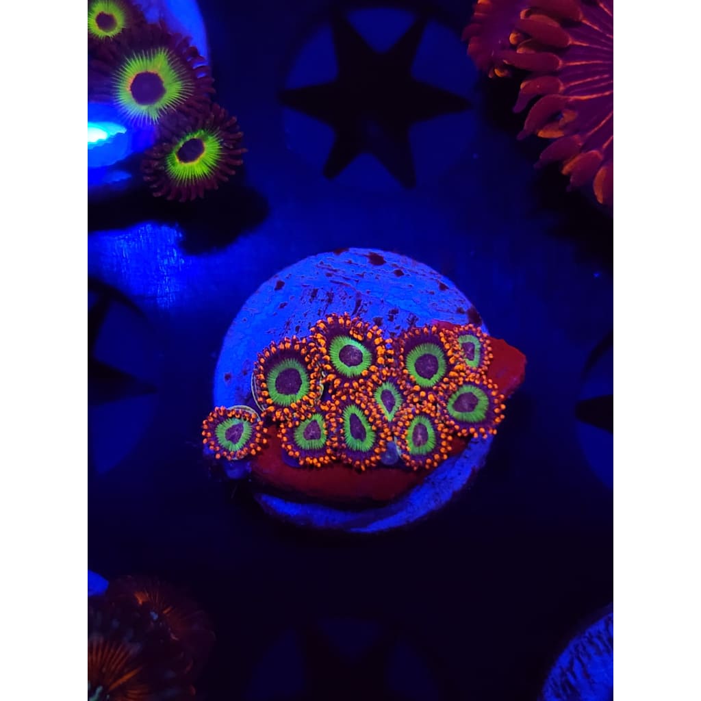 Emeralds on Fire Zoanthid Frag WYSIWYG!