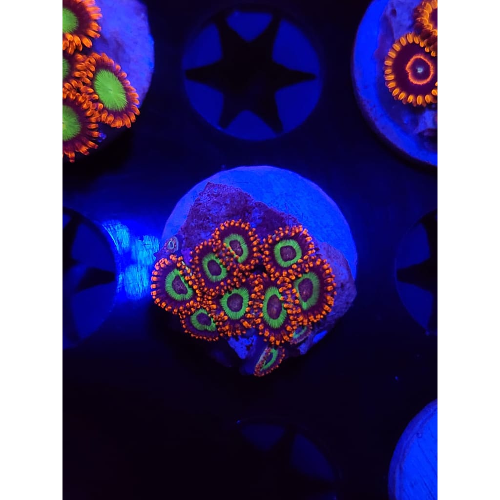 Emeralds on Fire Zoanthid Frag WYSIWYG!