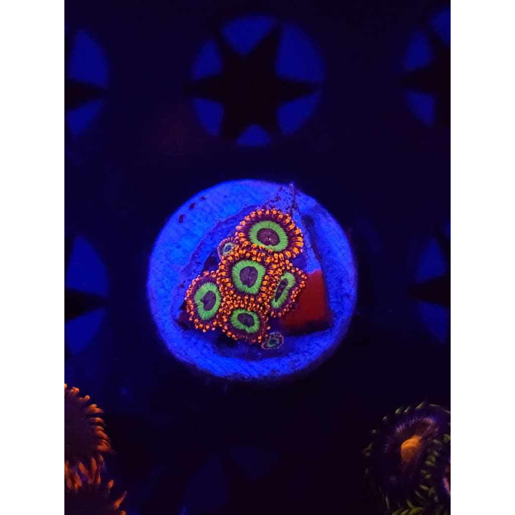 Emeralds on Fire Zoanthid Frag WYSIYWG!