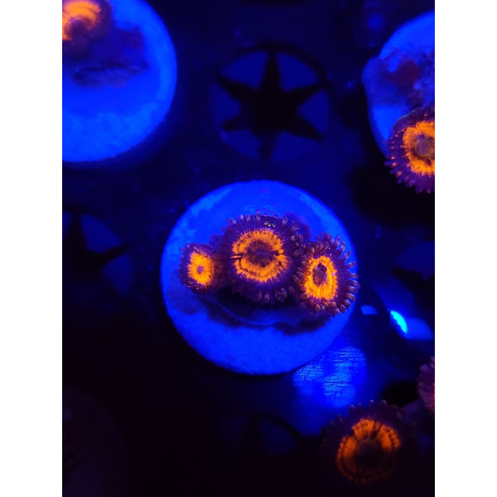 Everlasting Gobstopper Zoanthid Frag WYSIWYG!