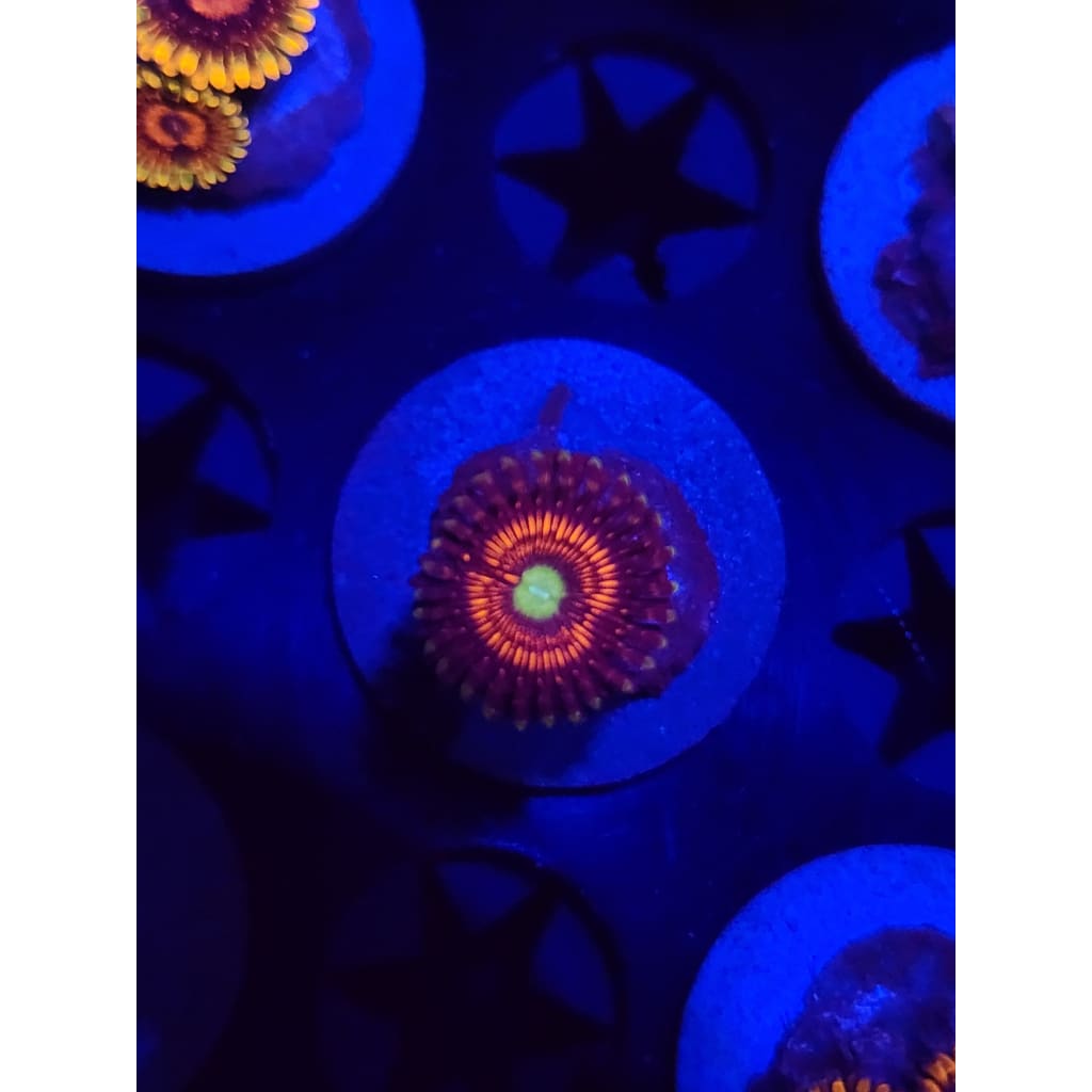 Everlasting Gobstopper Zoanthid Frag WYSIWYG!