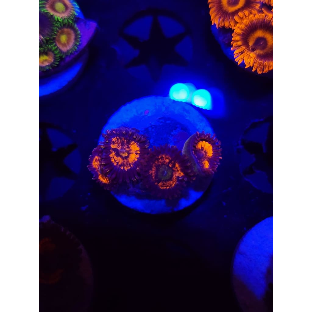 Everlasting Gobstopper Zoanthid Frag WYSIWYG!