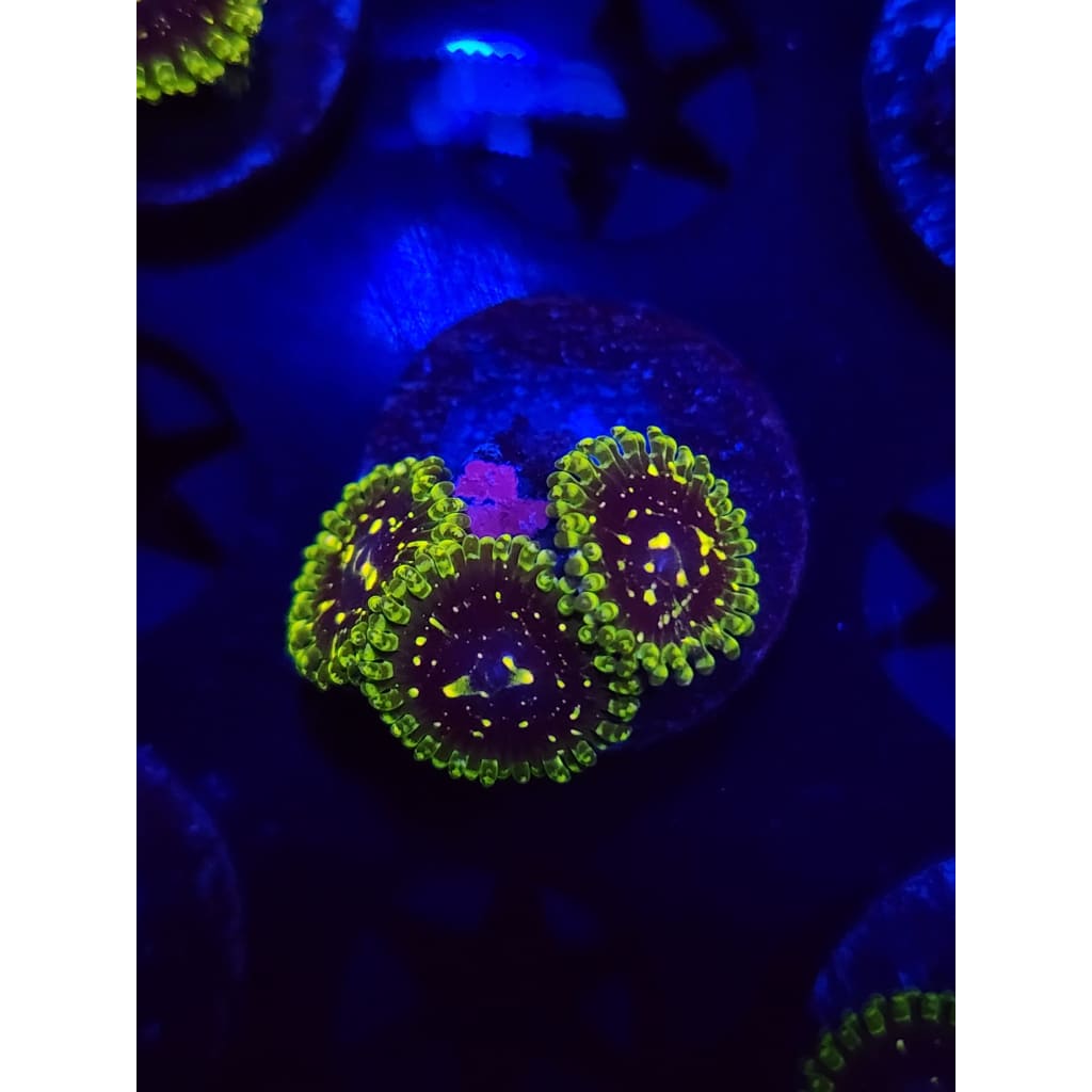 Exosphere Zoanthid Frag WYSIWYG!