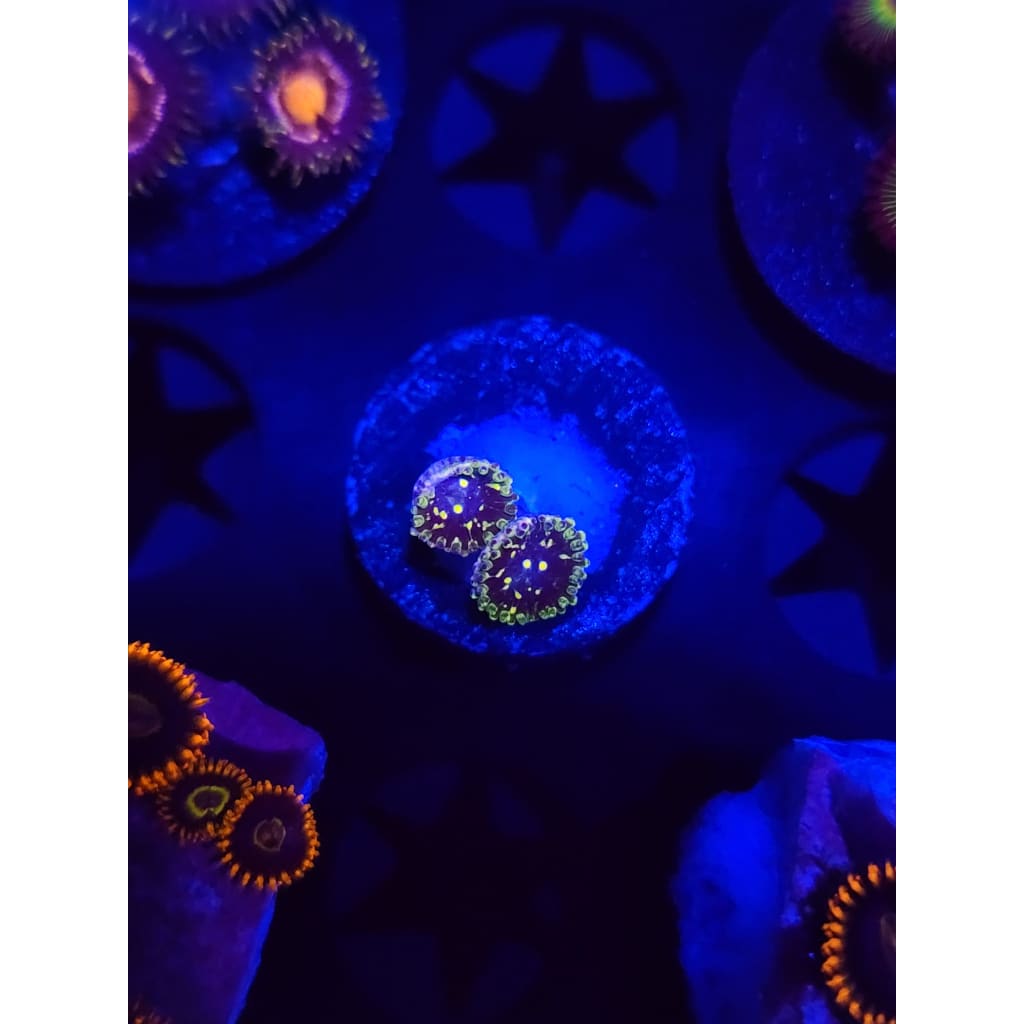 Exosphere Zoanthid Frag WYSIWYG!