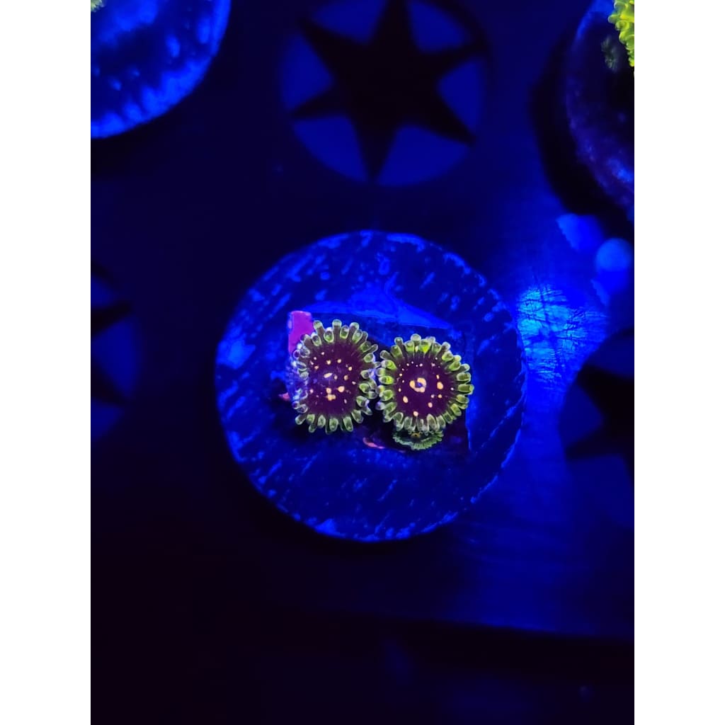 Exosphere Zoanthid Frag WYSIWYG!