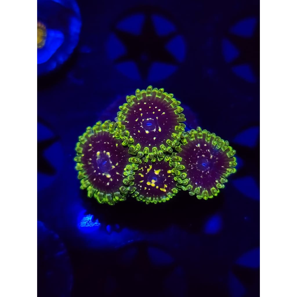Exosphere Zoanthid Frag WYSIWYG!