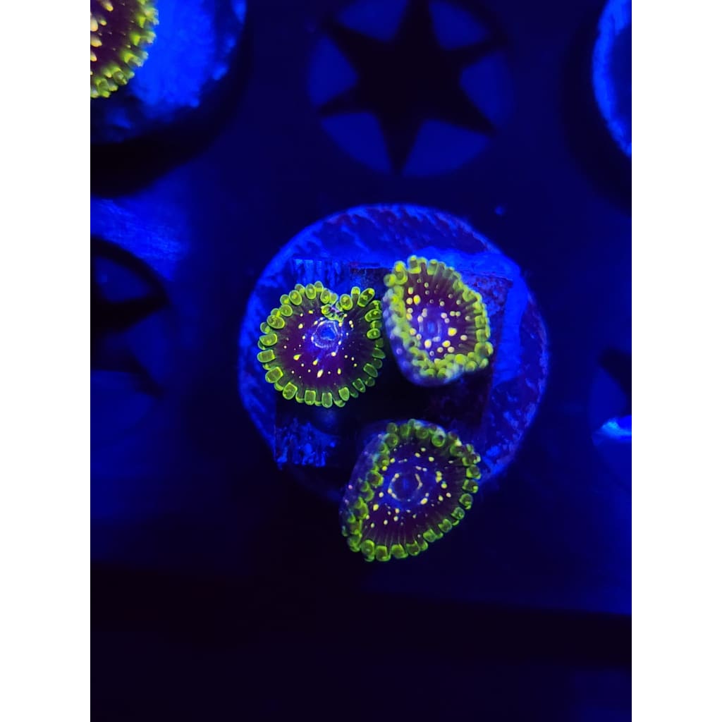 Exosphere Zoanthid Frag WYSIWYG!