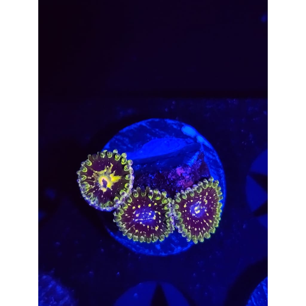 Exosphere Zoanthid Frag WYSIWYG!