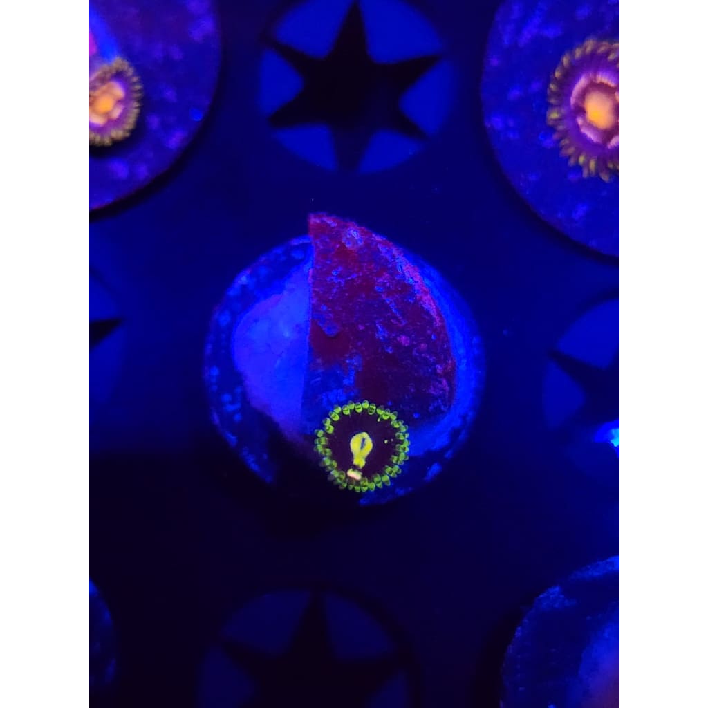 Exosphere Zoanthid Frag WYSIWYG!