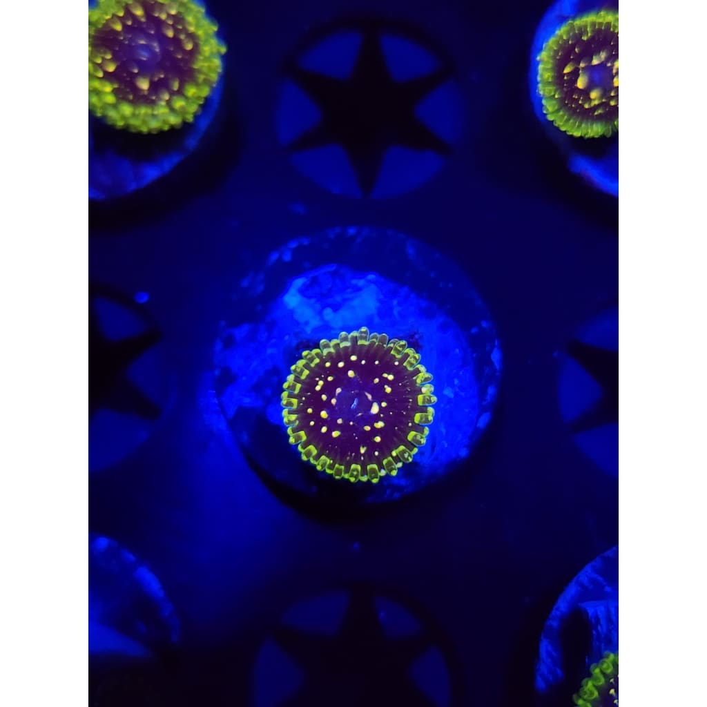 Exosphere Zoanthid Frag WYSIWYG!
