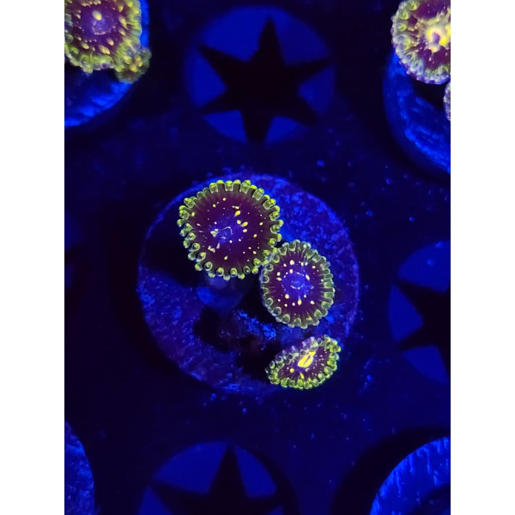Exosphere Zoanthid Frag WYSIWYG!