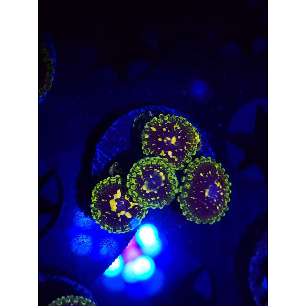 Exosphere Zoanthid Frag WYSIWYG!