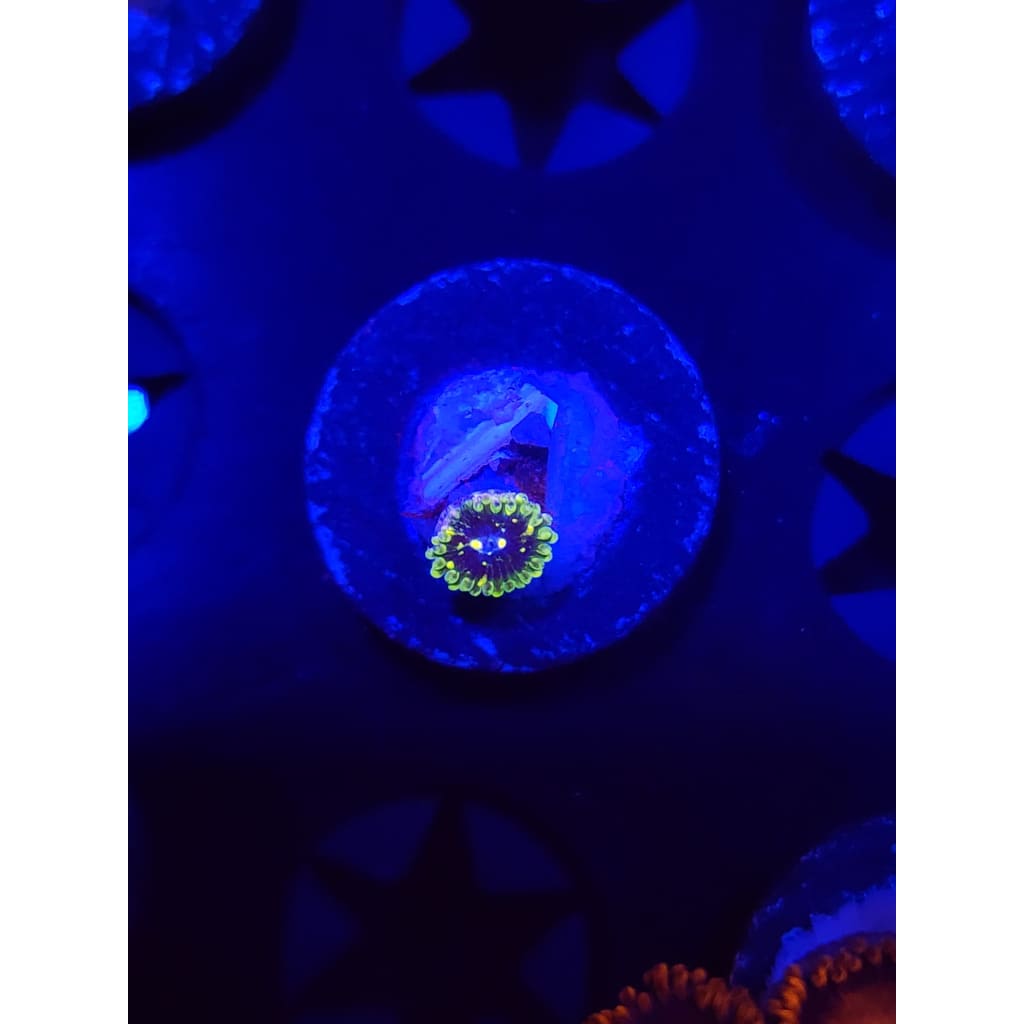 Exosphere Zoanthid Frag WYSIWYG!