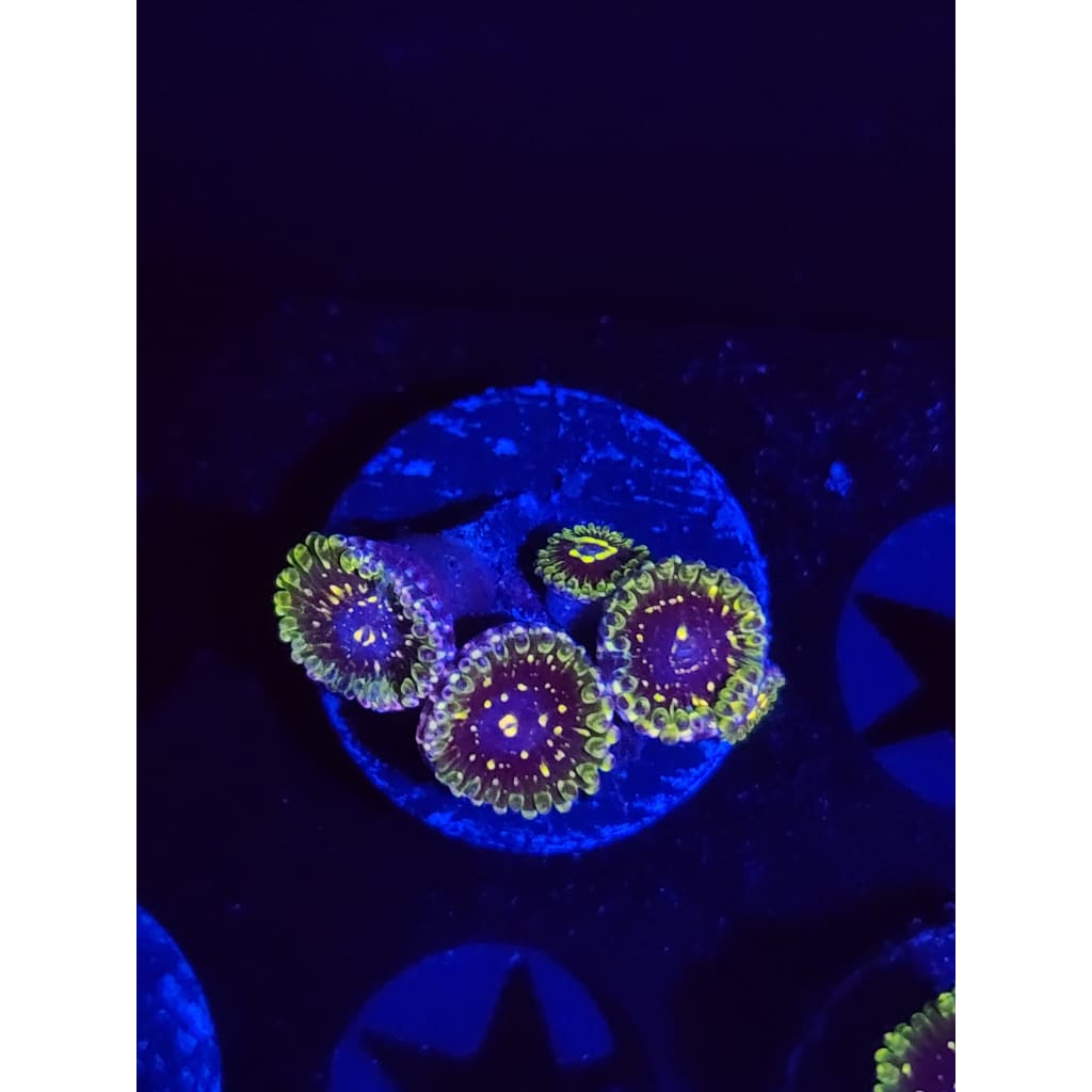 Exosphere Zoanthid Frag WYSIWYG!