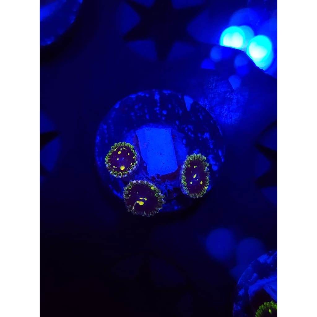 Exosphere Zoanthid Frag WYSIWYG!