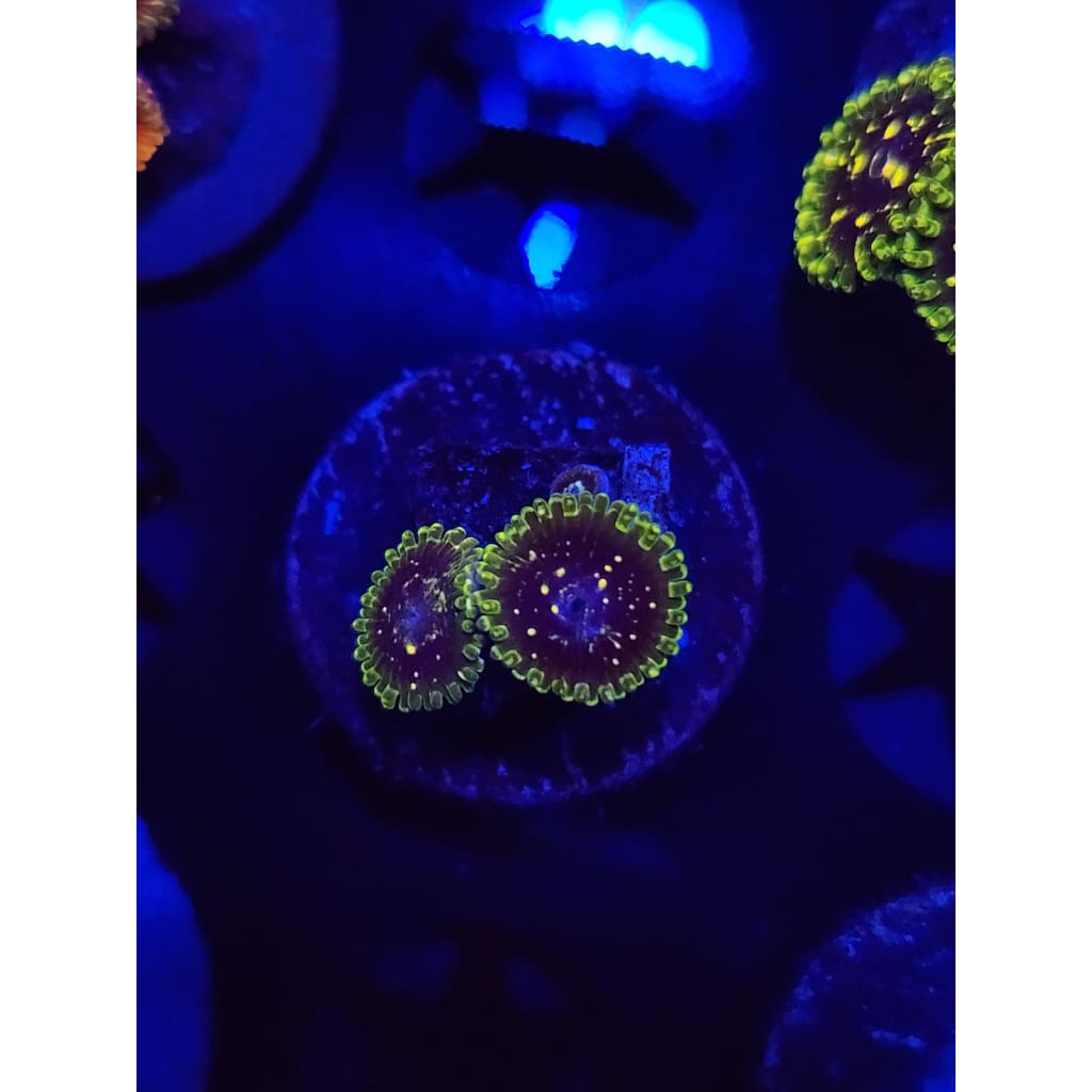 Exosphere Zoanthid Frag WYSIWYG!