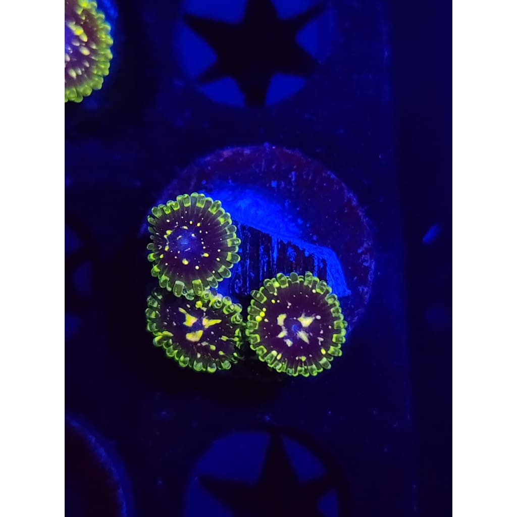 Exosphere Zoanthid Frag WYSIWYG!