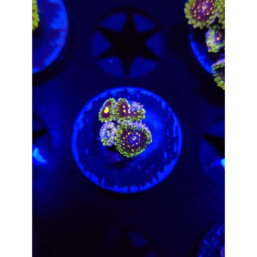 Exosphere Zoanthid Frag WYSIWYG!