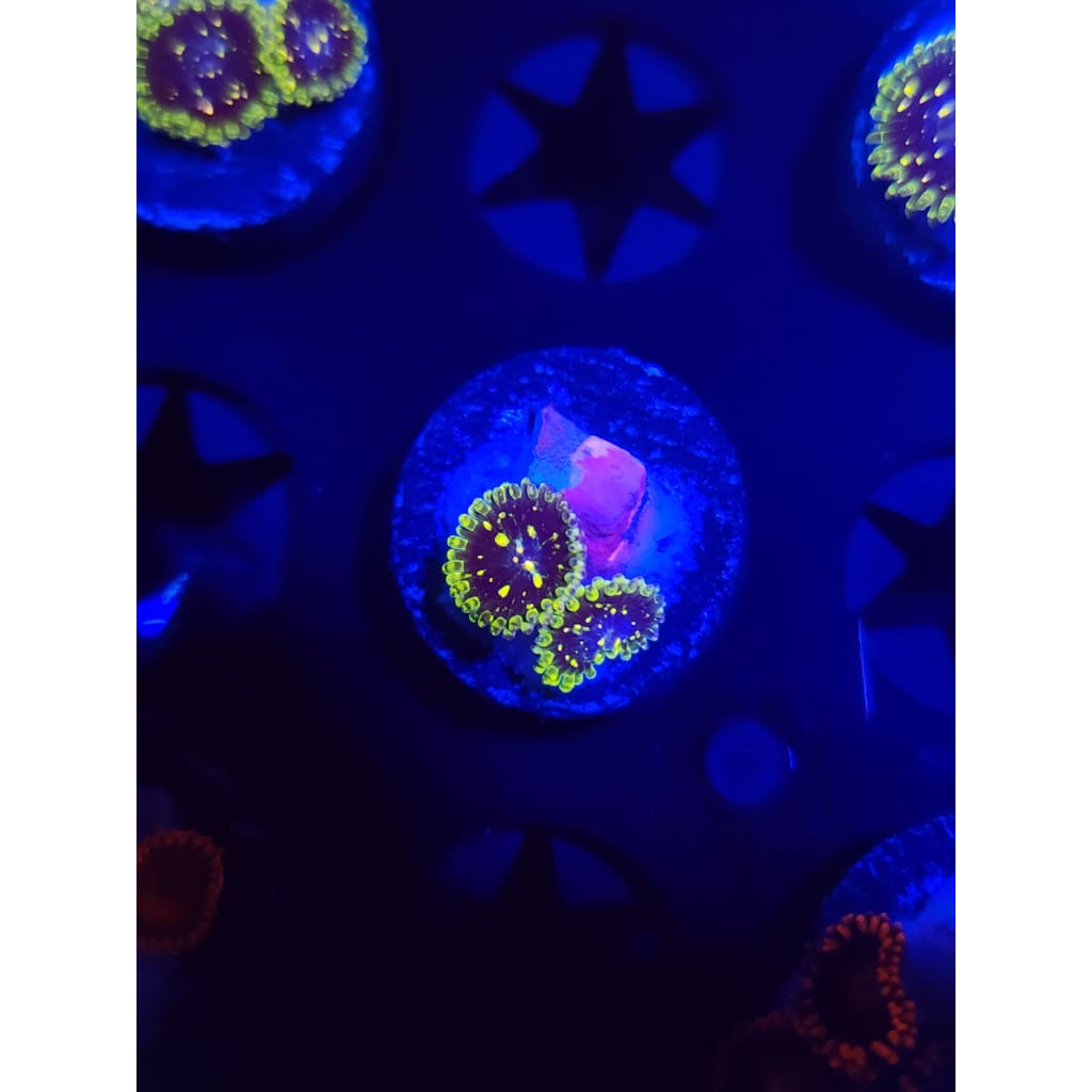 Exosphere Zoanthid Frag WYSIWYG!
