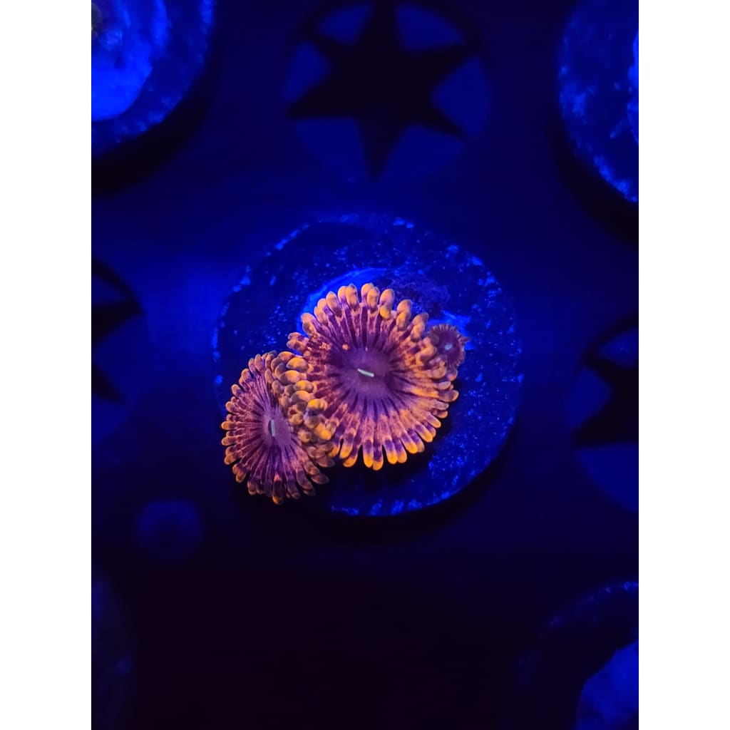 Fairy Farts Zoanthid Frag WYSIWYG!