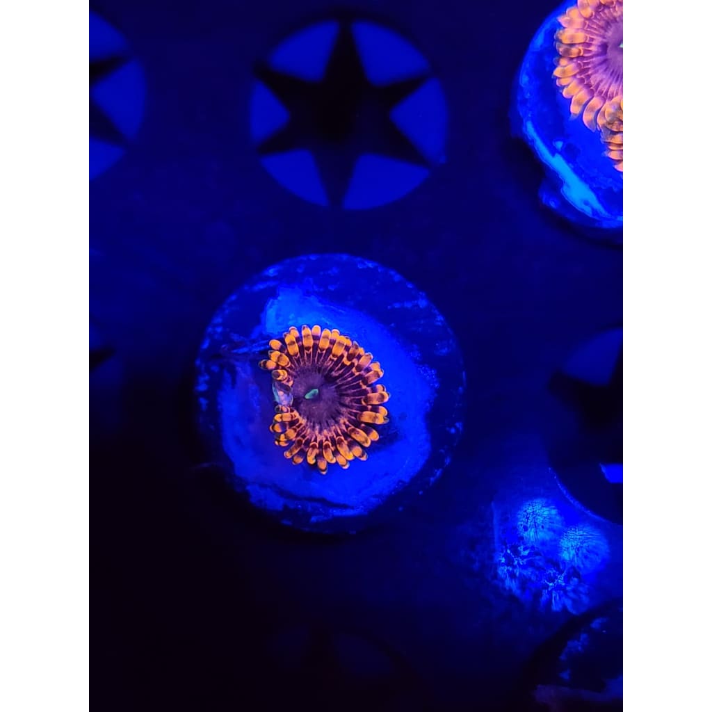 Fairy Farts Zoanthid Frag WYSIWYG!