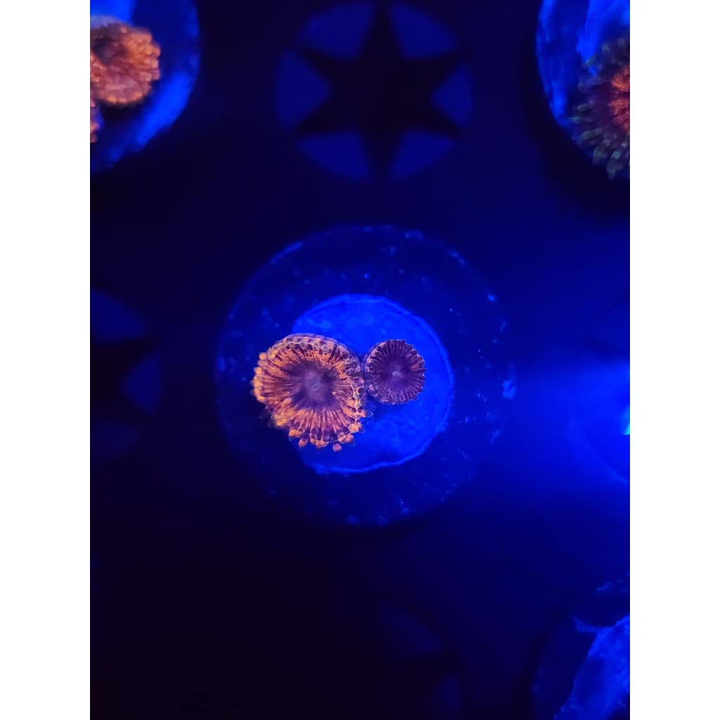Fairy Farts Zoanthid Frag WYSIWYG!