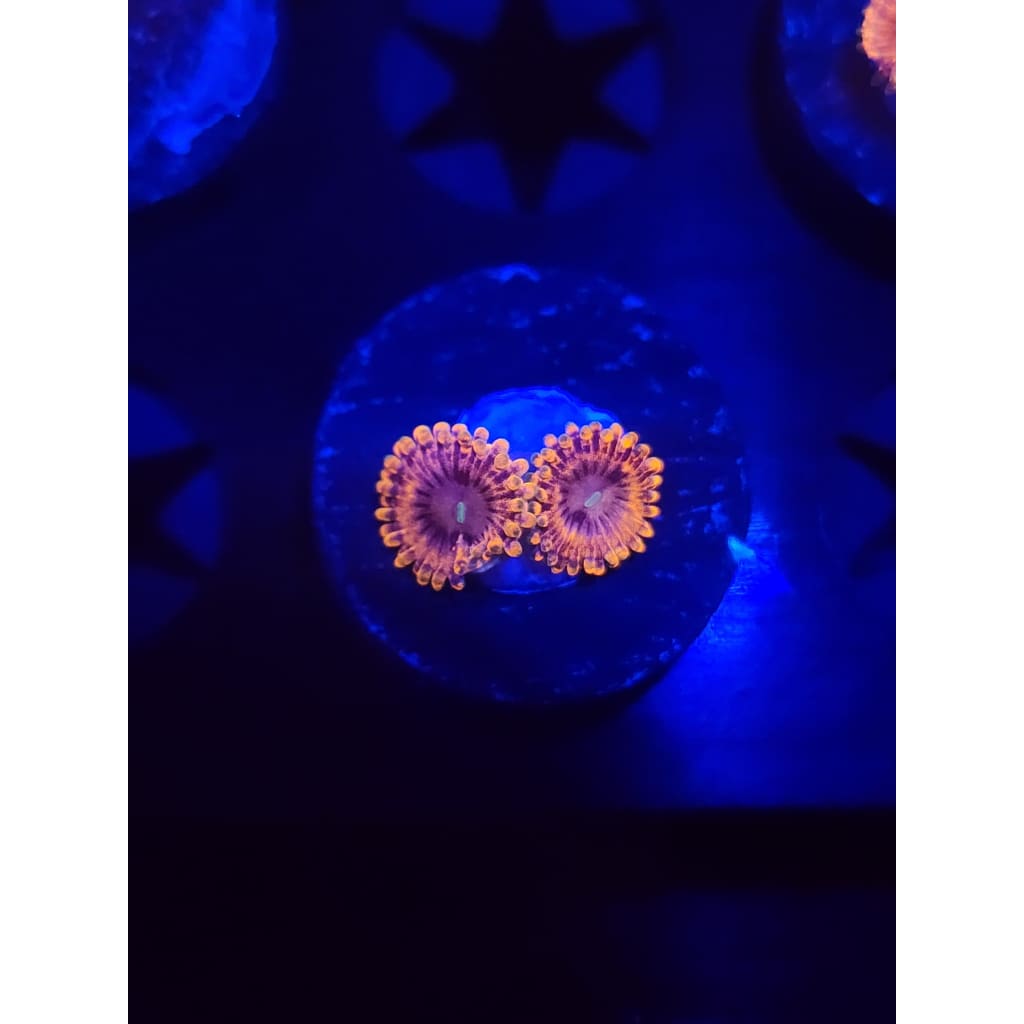 Fairy Farts Zoanthid Frag WYSIWYG!