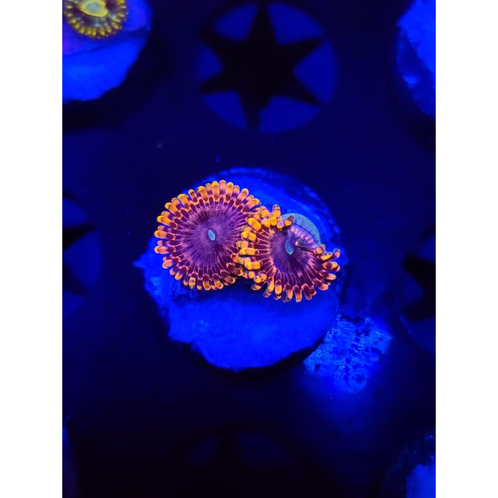 Fairy Farts Zoanthid Frag WYSIWYG!