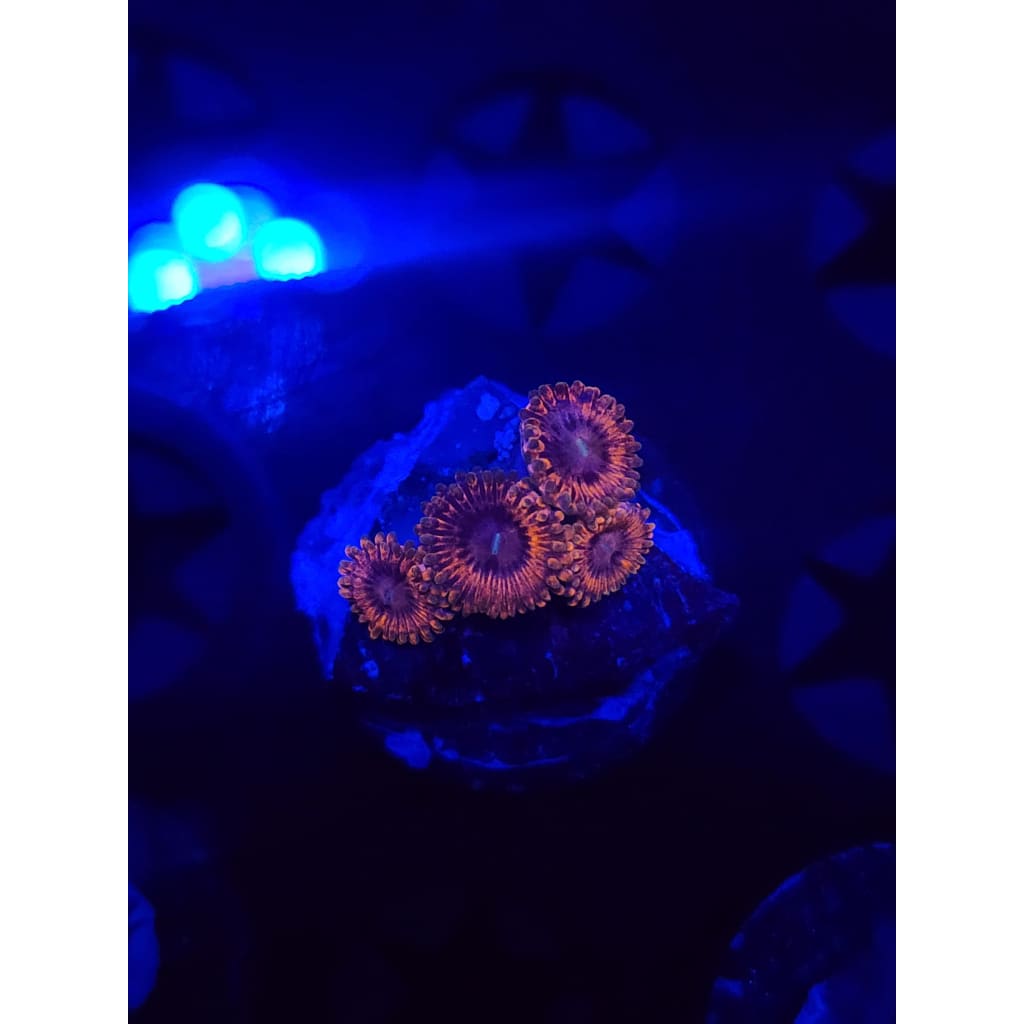 Fairy Farts Zoanthid Frag WYSIWYG!