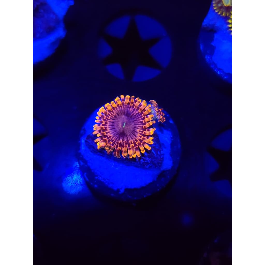 Fairy Farts Zoanthid Frag WYSIWYG!