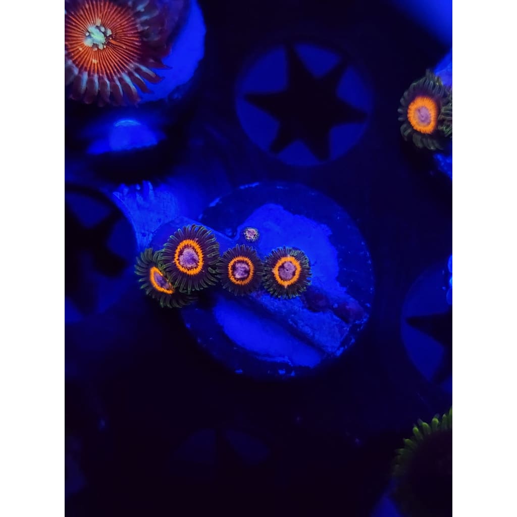 Fairy Tales Zoanthid Frag WYSIWYG!