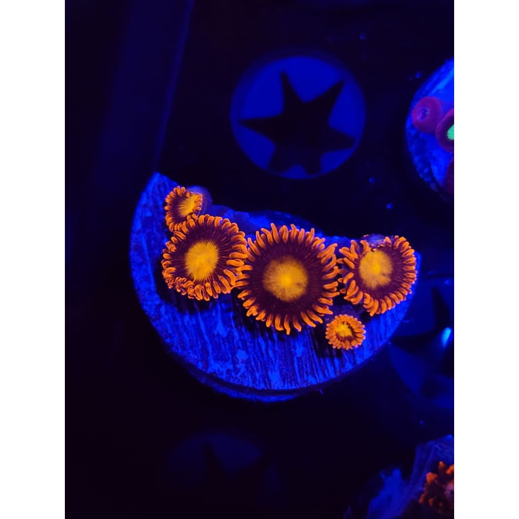 Fiery Mandarin Zoanthid Frag WYSIWYG!