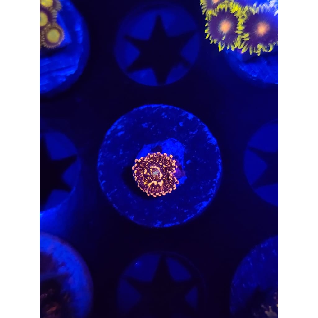 Frankie’s Acid Trip Zoanthid Frag WYSIWYG!