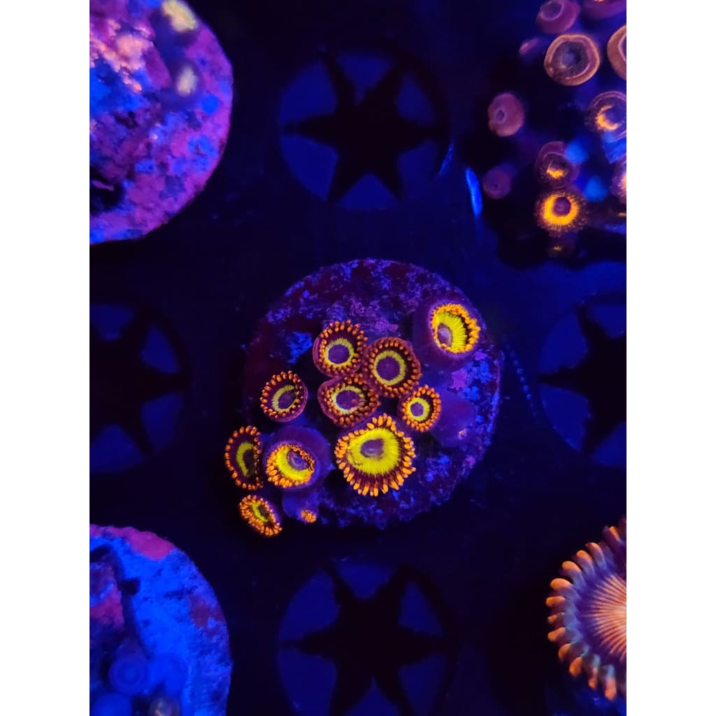 Fruit Loops Zoanthid Frag WYSIWYG!