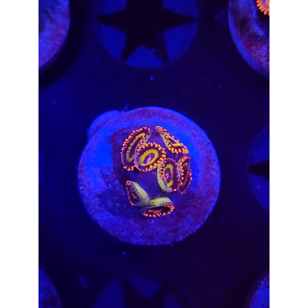 Fruit Loops Zoanthid Frag WYSIWYG!