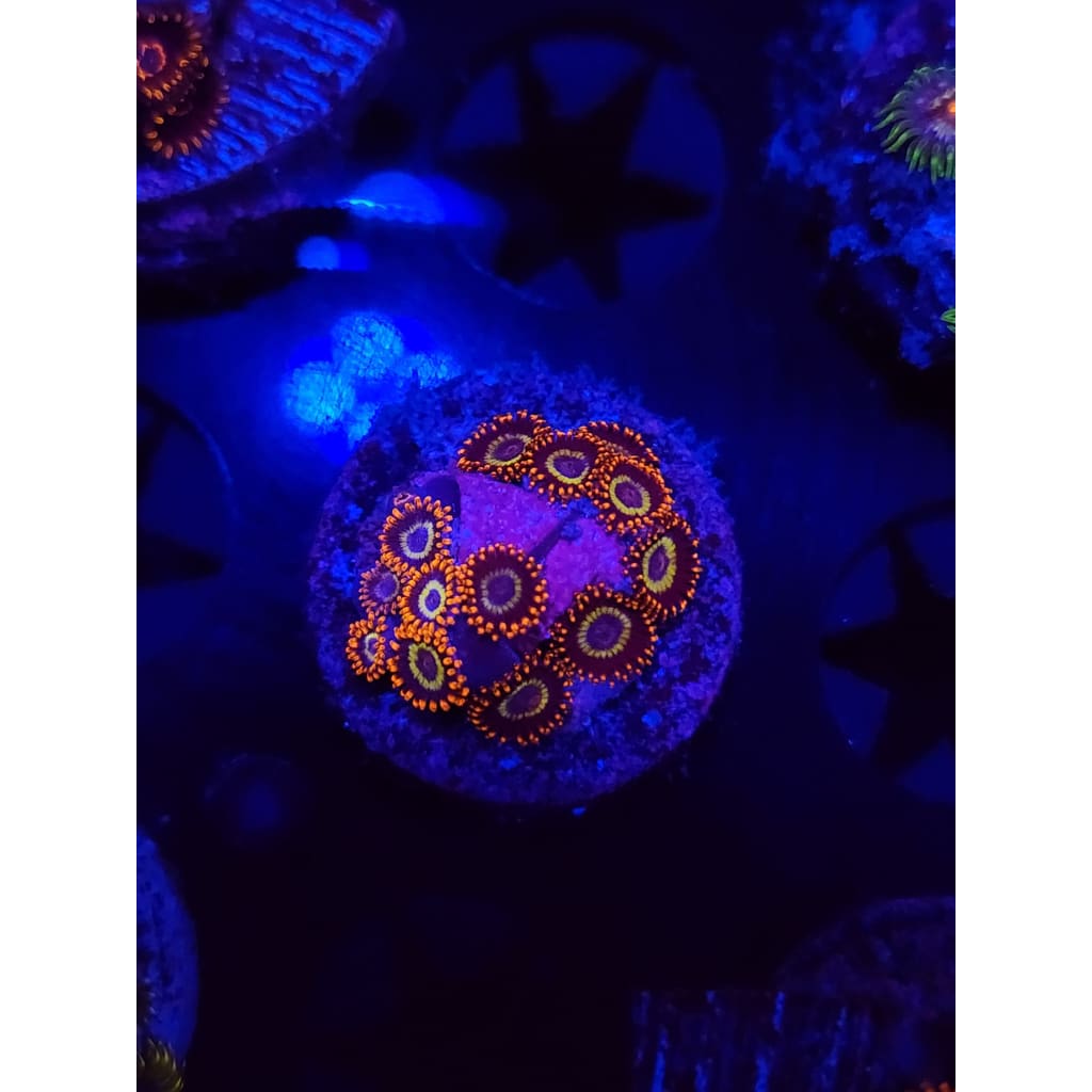 Fruit Loops Zoanthid Frag WYSIWYG!