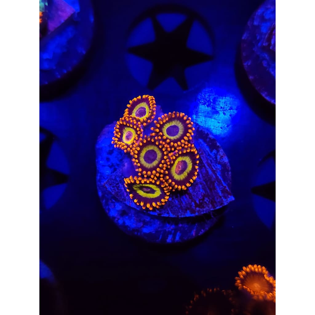 Fruit Loops Zoanthid Frag WYSIWYG!