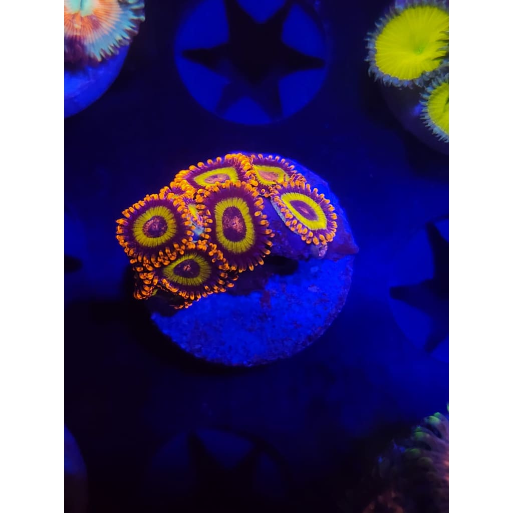 Fruit Loops Zoanthid Frag WYSIWYG!