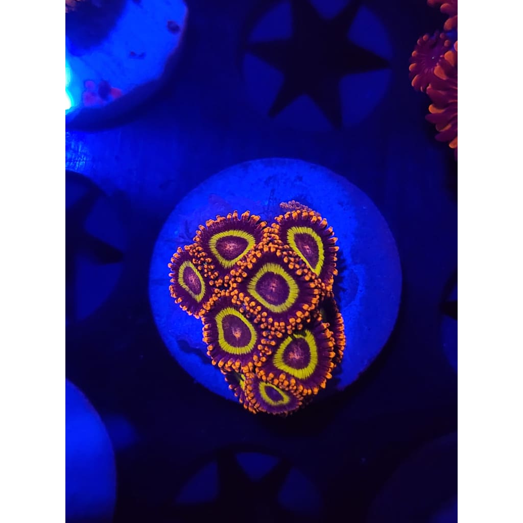 Fruit Loops Zoanthid Frag WYSIWYG!