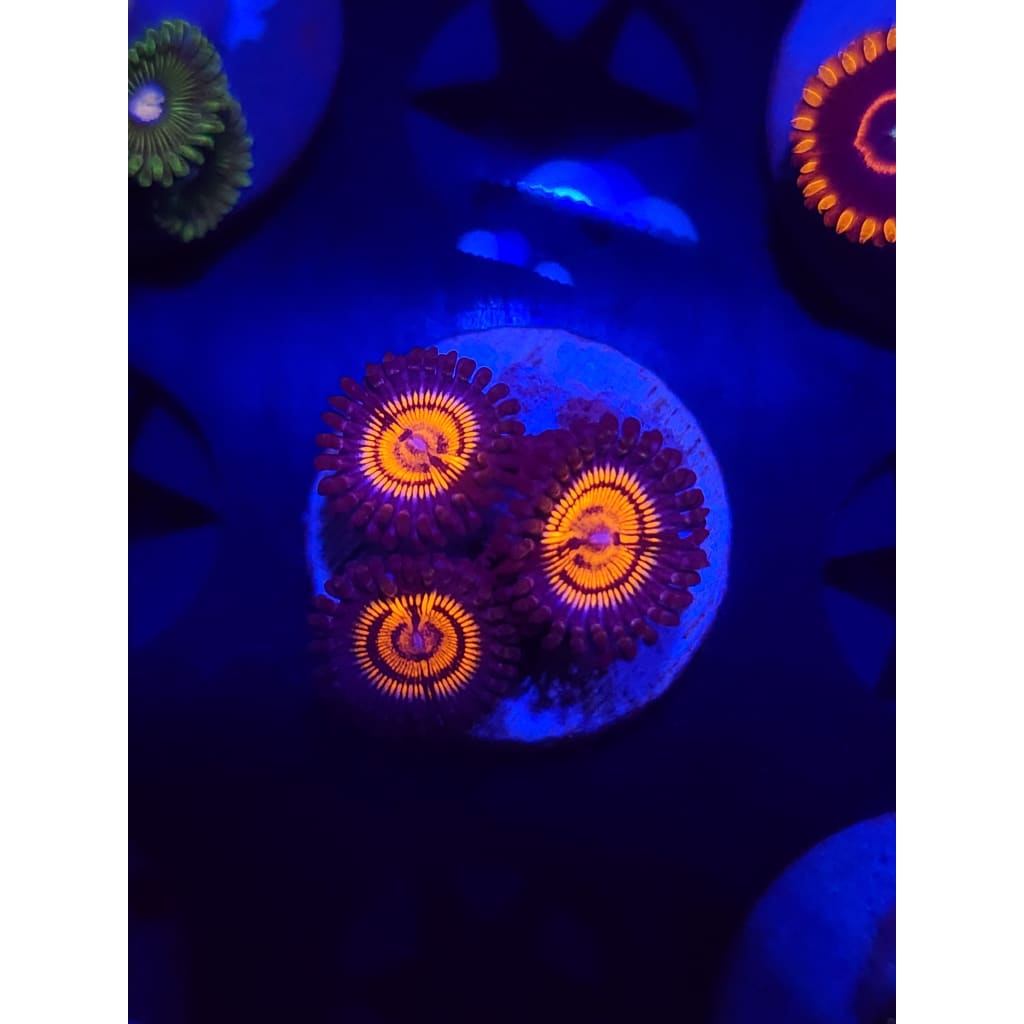 Fuzzy Peach Zoanthid Frag WYSIWYG!