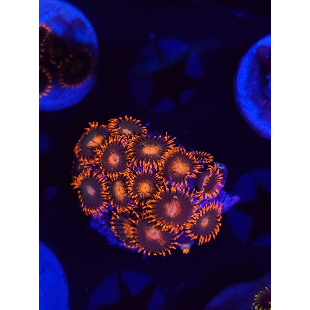 Gatorade Zoanthid Frag WYSIWYG!
