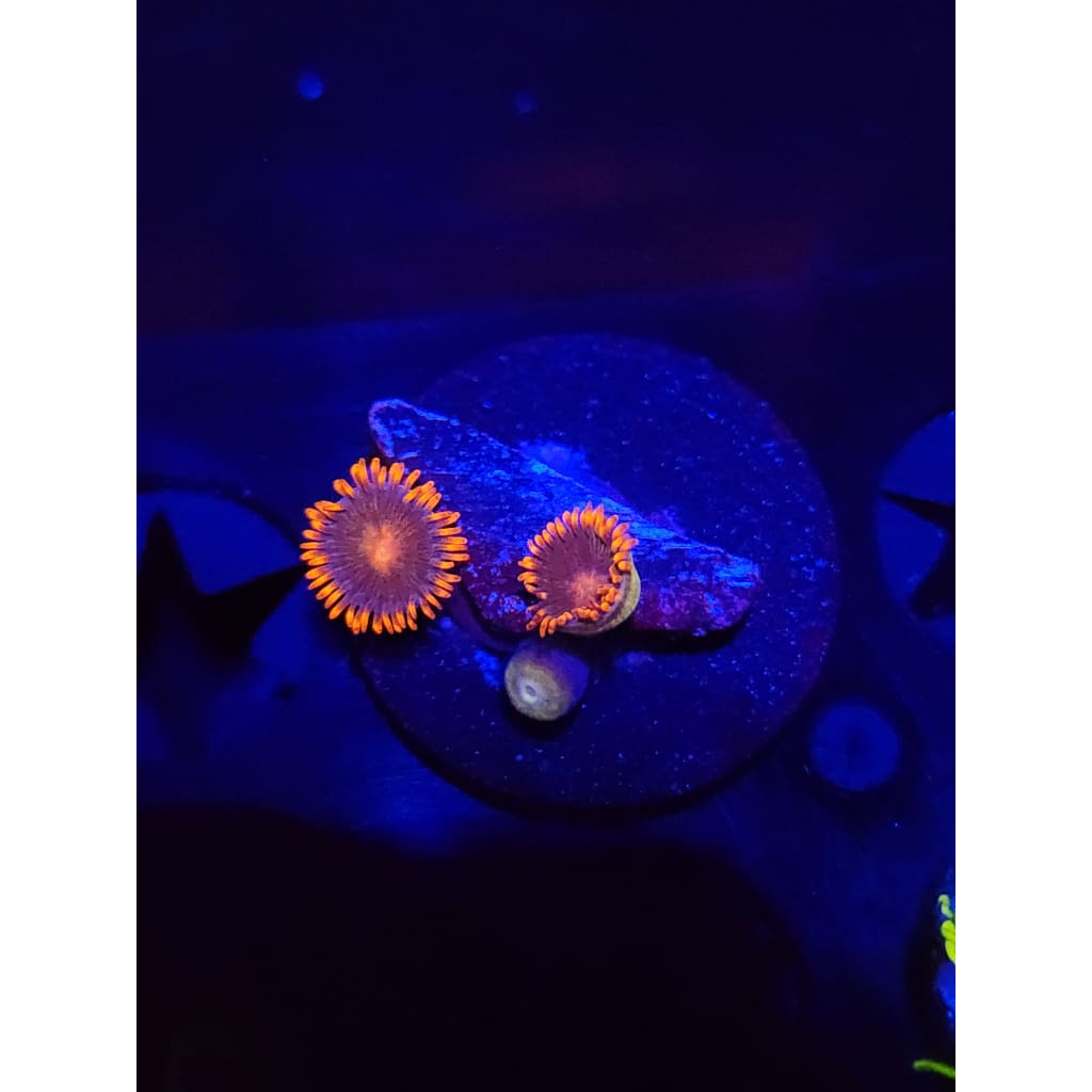 Gatorade Zoanthid Frag WYSIWYG!