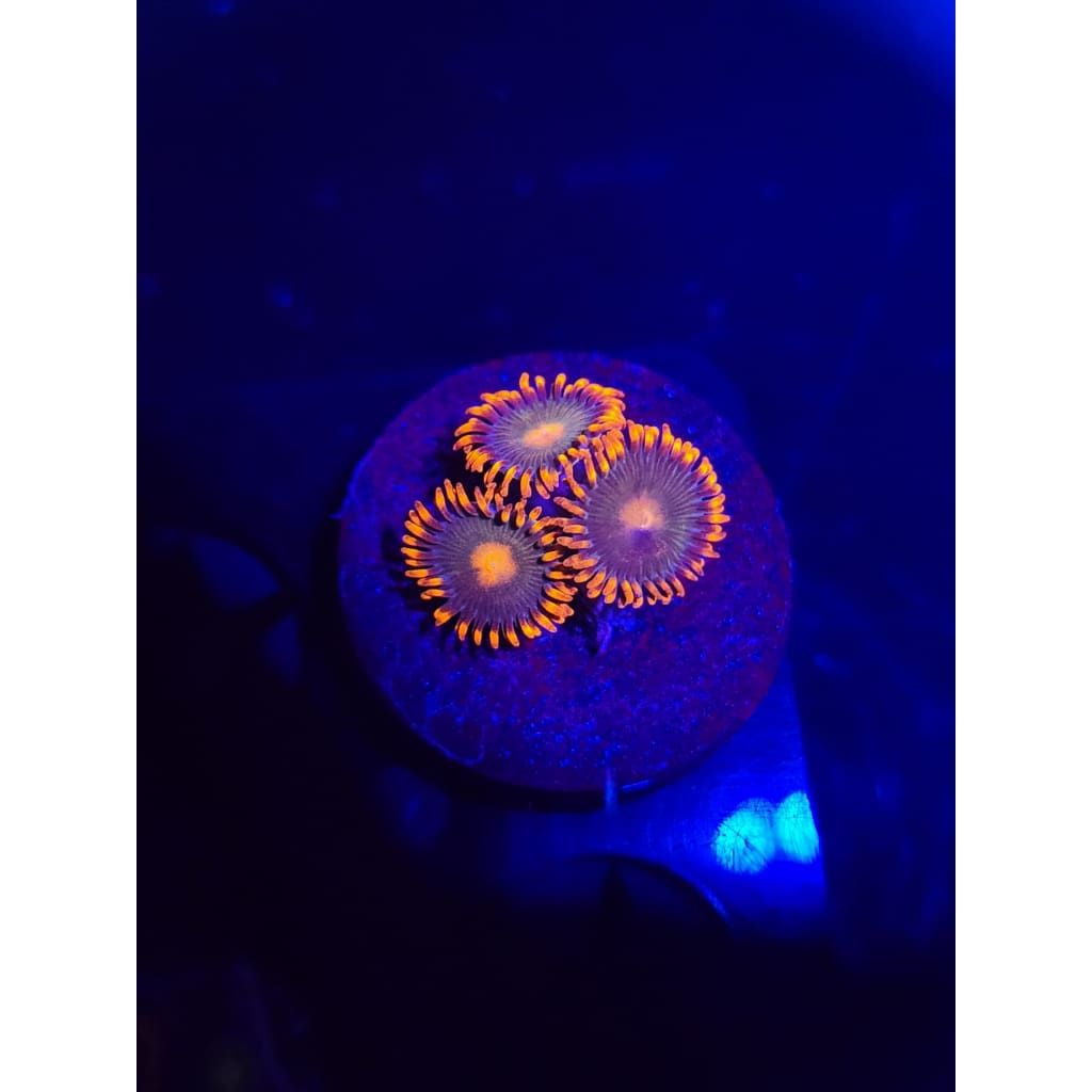Gatorade Zoanthid Frag WYSIWYG!