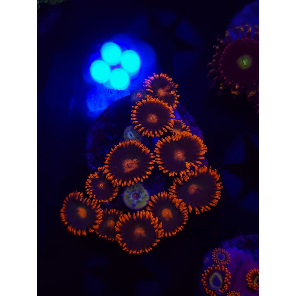 Gatorade Zoanthid Frag WYSIWYG!