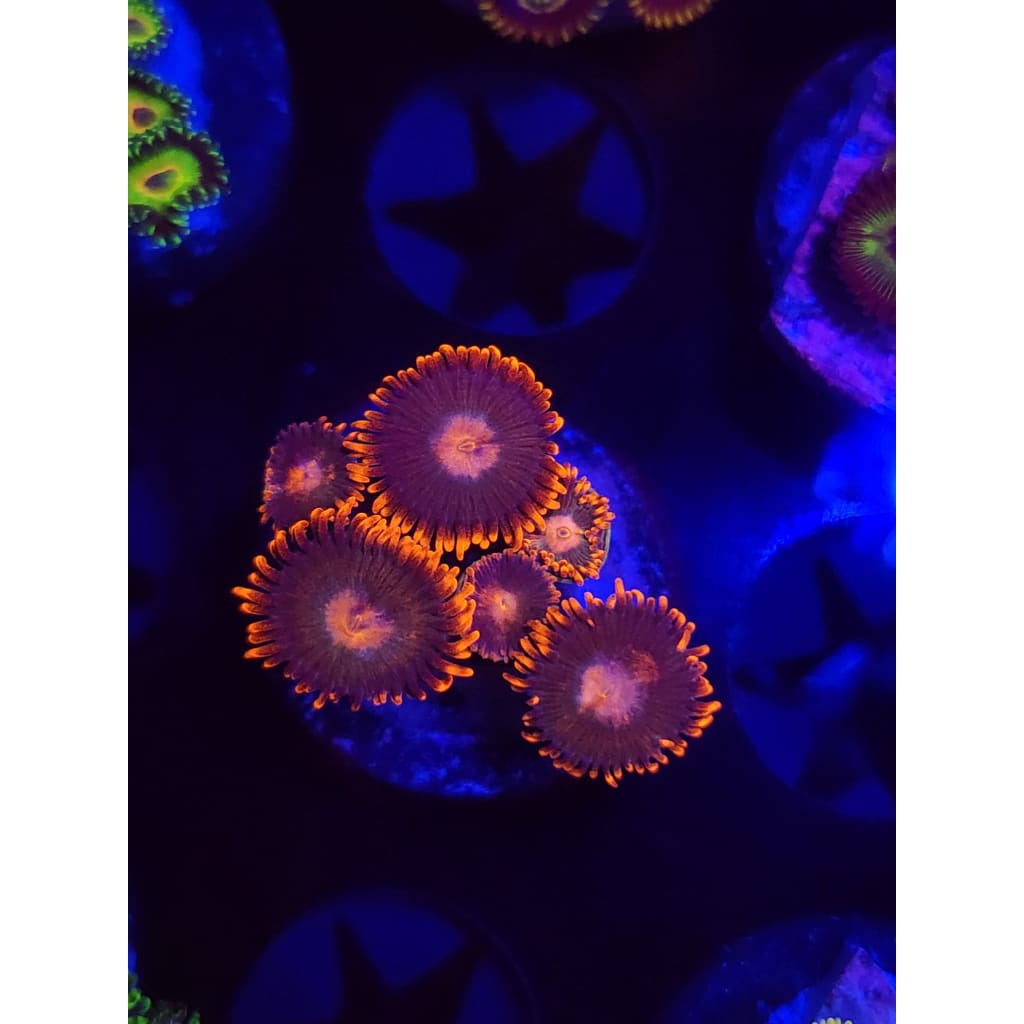 Gatorade Zoanthid Frag WYSIWYG!