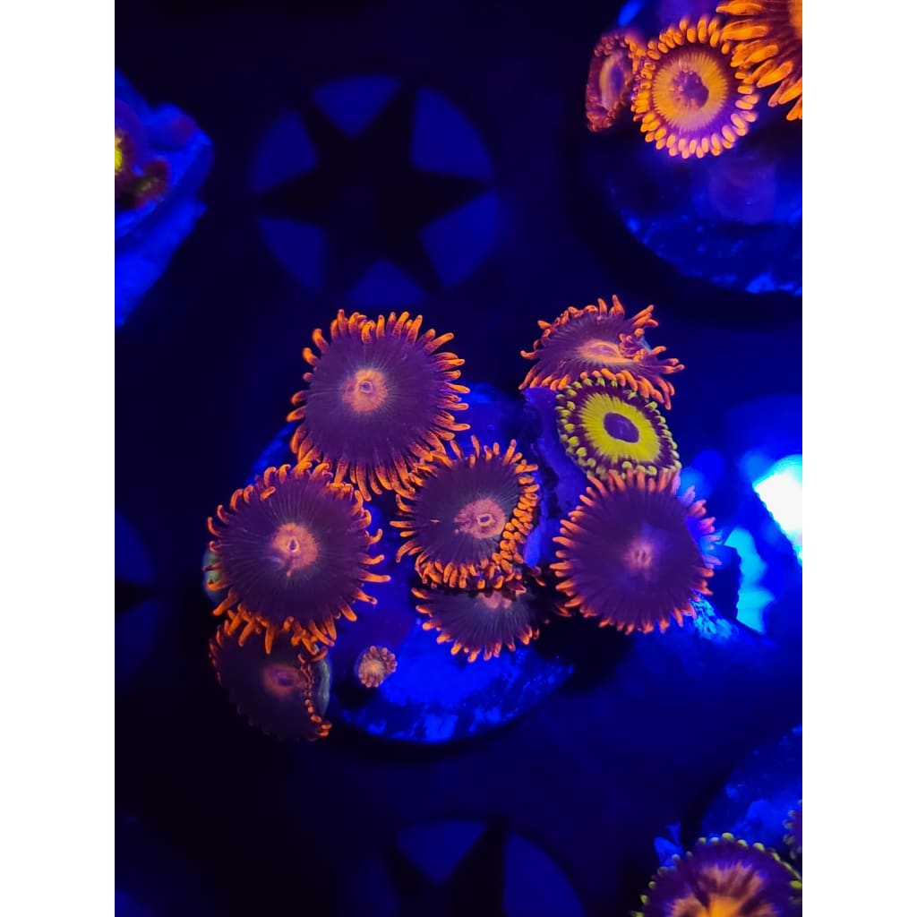 Gatorade Zoanthid Frag WYSIWYG!