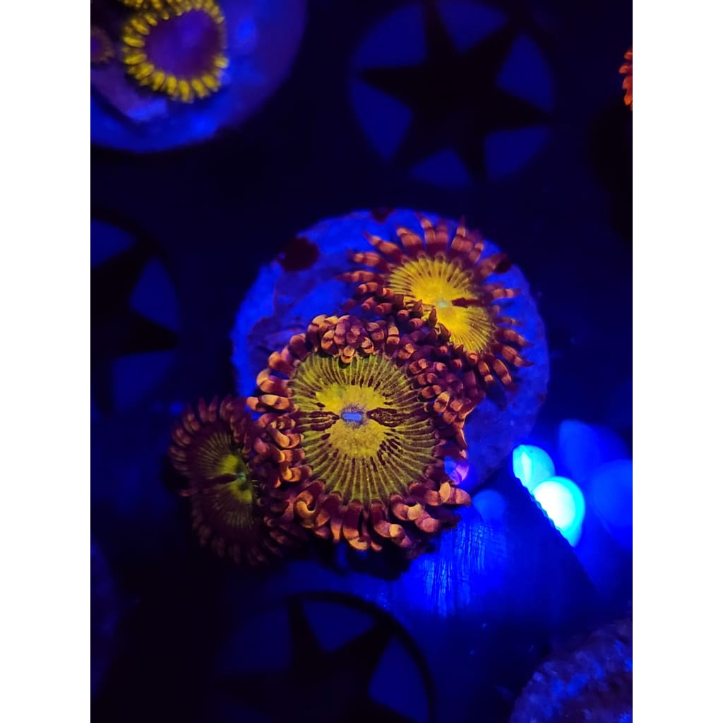 GB Buttkissers Zoanthid Frag WYSIWYG!