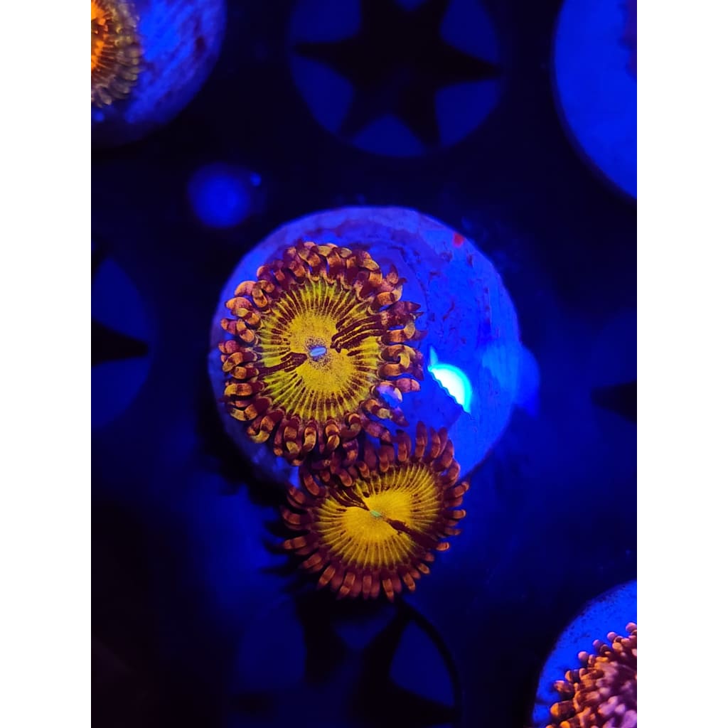 GB Buttkissers Zoanthid Frag WYSIYWG!