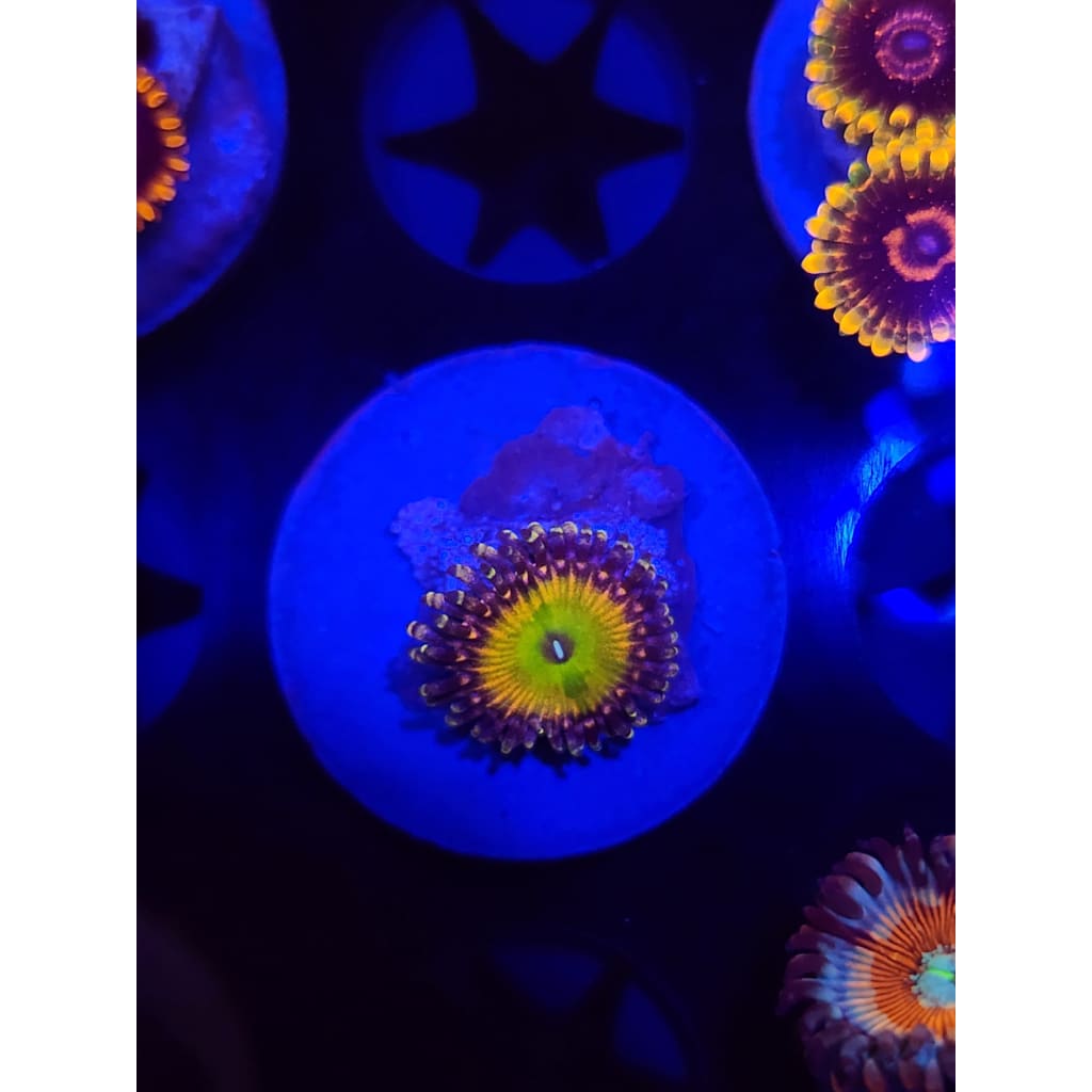 GB Rainbow Troll Zoanthid Frag WYSIWYG!